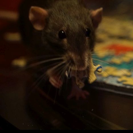 Elise the Rat Solving a Puzzle