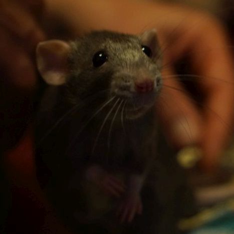 Nami the Rat also Helping